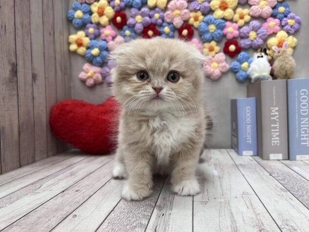 岡山県のスコティッシュフォールド (ワンキャラット アミーゴ高屋店/2026年2月11日生まれ/男の子/クリームタビーホワイト)の子猫の1枚目の画像