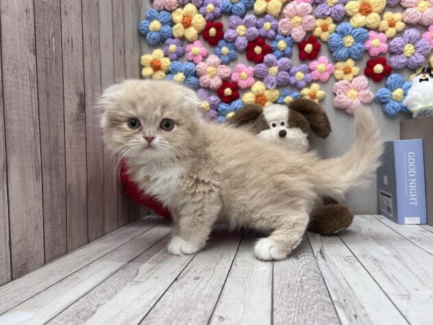 岡山県のスコティッシュフォールド (ワンキャラット アミーゴ高屋店/2026年2月11日生まれ/男の子/クリームタビーホワイト)の子猫の2枚目の画像