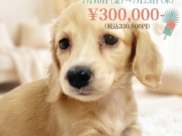 岡山県のミニチュアダックスフンド(ロング) (アミーゴ津山店/2026年2月6日生まれ/女の子/イエロー)の子犬