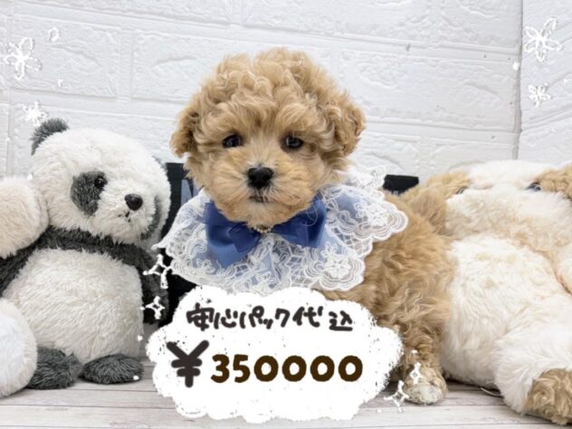 岡山県のハーフ犬・ミックス犬 (ワンキャラット アミーゴ岡南店/2026年4月4日生まれ/男の子/アプリコット)の子犬の1枚目の画像