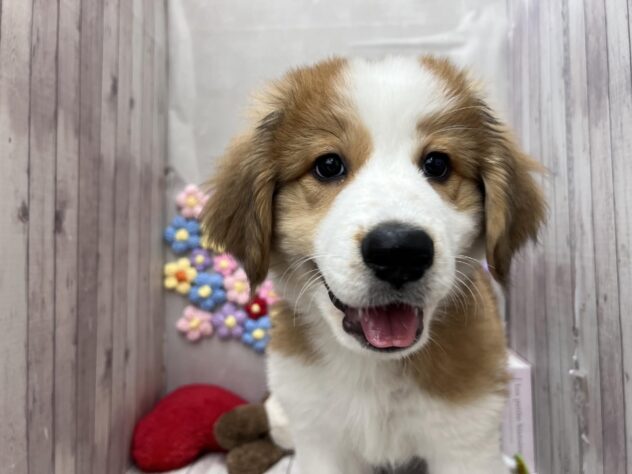 岡山県のハーフ犬・ミックス犬 (ワンキャラット アミーゴ高屋店/2026年1月9日生まれ/女の子/レッドホワイト)の子犬の1枚目の画像