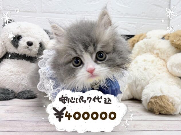 2026年2月4日生まれのスコティッシュフォールド