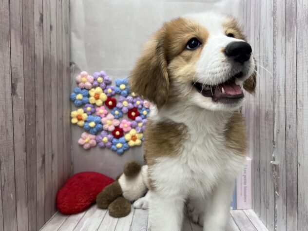 岡山県のハーフ犬・ミックス犬 (ワンキャラット アミーゴ高屋店/2026年1月9日生まれ/女の子/レッドホワイト)の子犬の3枚目の画像