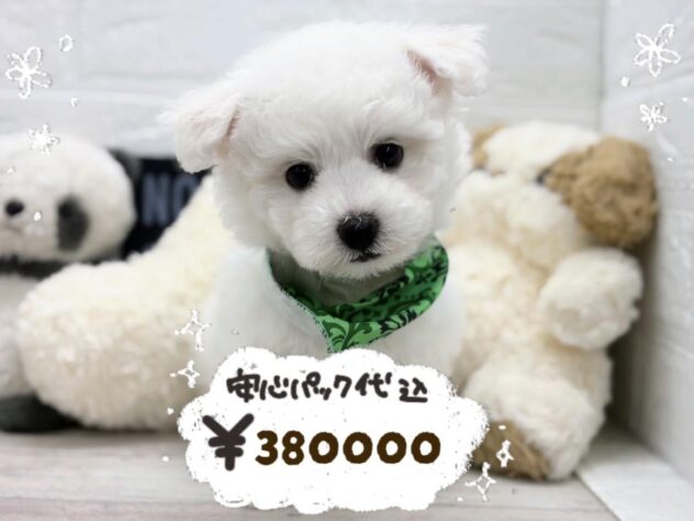 岡山県のビションフリーゼ (ワンキャラット アミーゴ岡南店/2026年2月3日生まれ/男の子/06 ホワイト系)の子犬の1枚目の画像