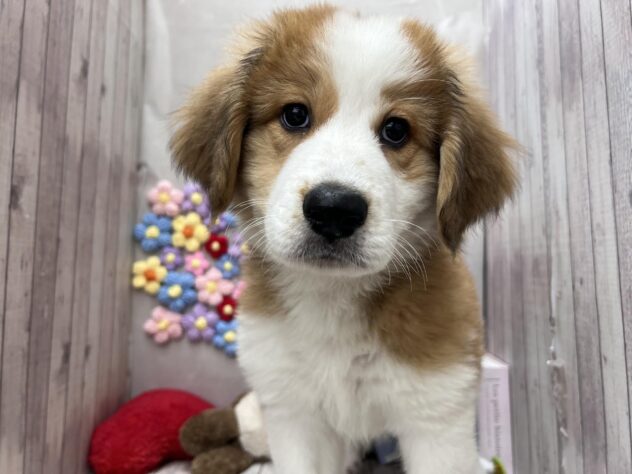 岡山県のハーフ犬・ミックス犬 (ワンキャラット アミーゴ高屋店/2026年1月9日生まれ/女の子/レッドホワイト)の子犬の2枚目の画像