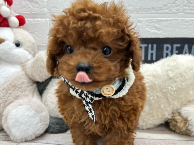 岡山県のトイプードル(トイ) (ワンキャラット アミーゴ岡南店/2026年1月31日生まれ/女の子/レッドフォーン)の子犬の2枚目の画像