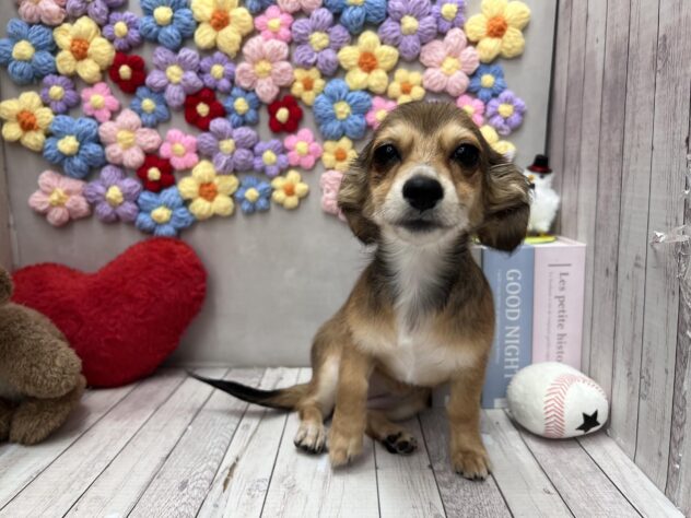 岡山県のチワックス(チワワ×ダックス) (ワンキャラット アミーゴ高屋店/2025年11月20日生まれ/女の子/レッドブリンドル)の子犬の1枚目の画像