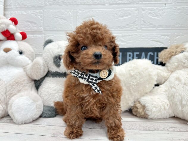 岡山県のトイプードル(トイ) (ワンキャラット アミーゴ岡南店/2026年1月31日生まれ/女の子/レッドフォーン)の子犬の3枚目の画像