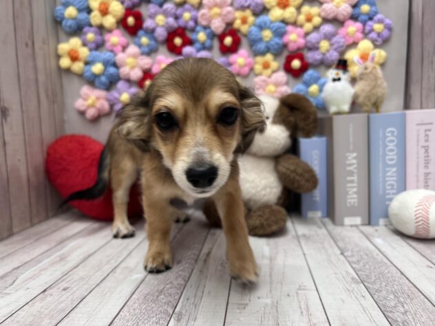 岡山県のチワックス(チワワ×ダックス) (ワンキャラット アミーゴ高屋店/2025年11月20日生まれ/女の子/レッドブリンドル)の子犬の3枚目の画像