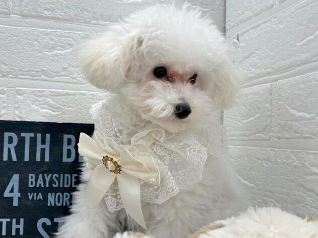 岡山県のトイプードル(トイ) (ワンキャラット アミーゴ岡南店/2025年10月2日生まれ/男の子/ホワイト)の子犬の2枚目の画像