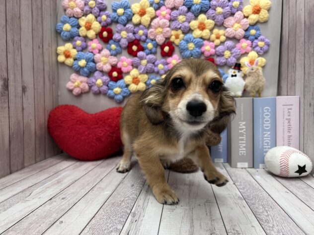 岡山県のチワックス(チワワ×ダックス) (ワンキャラット アミーゴ高屋店/2025年11月20日生まれ/女の子/レッドブリンドル)の子犬の2枚目の画像