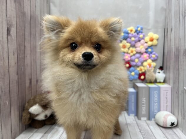 岡山県のポメラニアン (ワンキャラット アミーゴ高屋店/2025年9月28日生まれ/男の子/オレンジ)の子犬の2枚目の画像