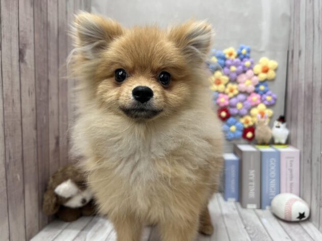 岡山県のポメラニアン (ワンキャラット アミーゴ高屋店/2025年9月28日生まれ/男の子/オレンジ)の子犬の1枚目の画像