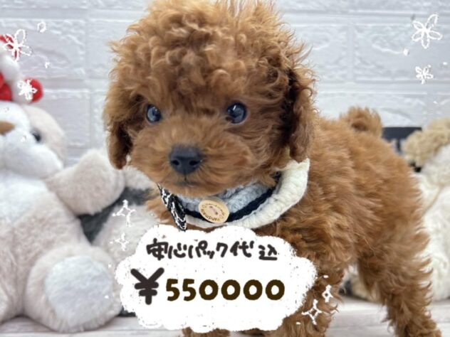 岡山県のトイプードル(トイ) (ワンキャラット アミーゴ岡南店/2026年1月31日生まれ/女の子/レッドフォーン)の子犬の1枚目の画像