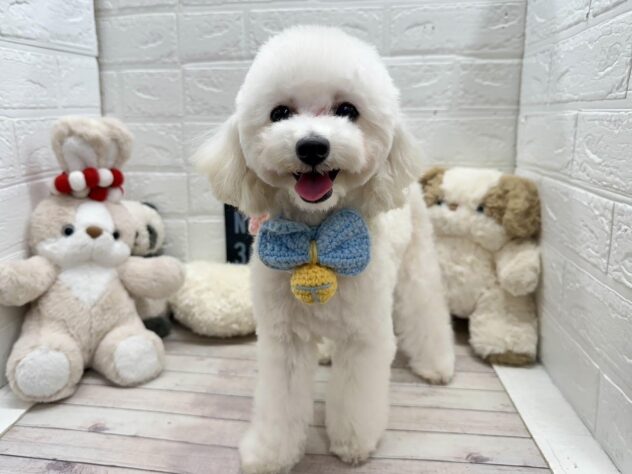 岡山県のトイプードル(トイ) (ワンキャラット アミーゴ高屋店/2025年7月7日生まれ/男の子/ペールフォーン)の子犬の1枚目の画像