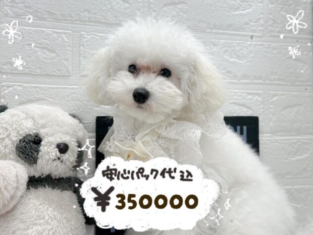 岡山県のトイプードル(トイ) (ワンキャラット アミーゴ岡南店/2025年10月2日生まれ/男の子/ホワイト)の子犬の1枚目の画像