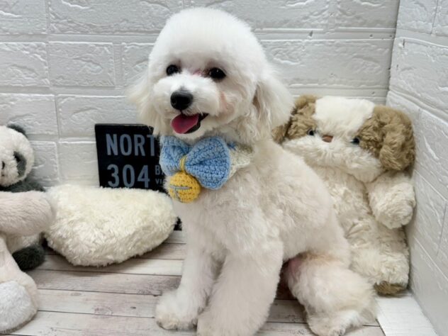 岡山県のトイプードル(トイ) (ワンキャラット アミーゴ高屋店/2025年7月7日生まれ/男の子/ペールフォーン)の子犬の2枚目の画像