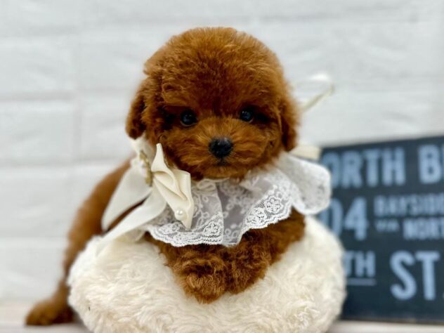 岡山県のトイプードル(トイ) (ワンキャラット アミーゴ岡南店/2026年1月31日生まれ/女の子/レッドフォーン)の子犬の2枚目の画像