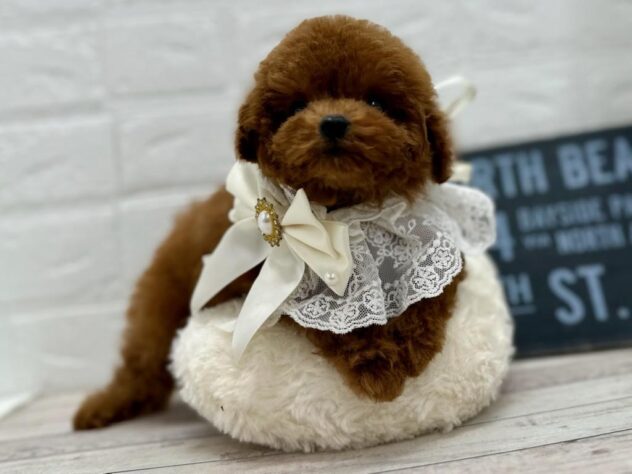 岡山県のトイプードル(トイ) (ワンキャラット アミーゴ岡南店/2026年1月31日生まれ/女の子/レッドフォーン)の子犬の3枚目の画像