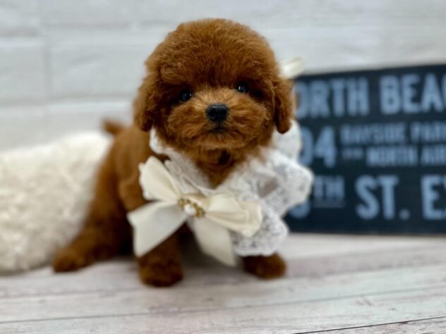 岡山県のトイプードル(トイ) (ワンキャラット アミーゴ岡南店/2026年1月31日生まれ/女の子/レッドフォーン)の子犬の4枚目の画像