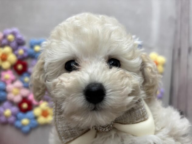 岡山県のトイプードル(トイ) (ワンキャラット アミーゴ高屋店/2026年2月14日生まれ/男の子/ホワイト)の子犬の1枚目の画像