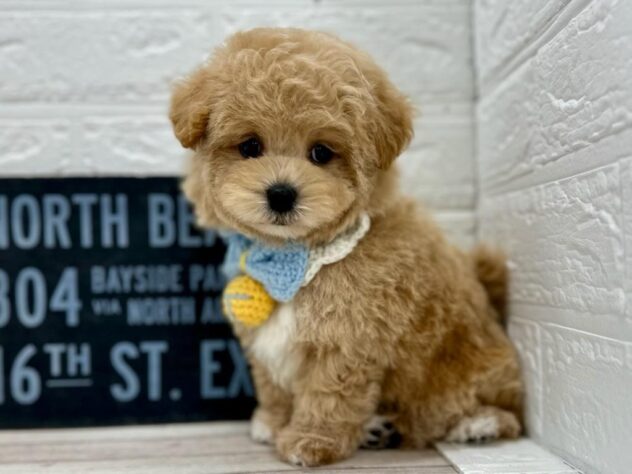 岡山県のハーフ犬・ミックス犬 (ワンキャラット アミーゴ岡南店/2026年2月4日生まれ/男の子/アプリコット)の子犬の2枚目の画像