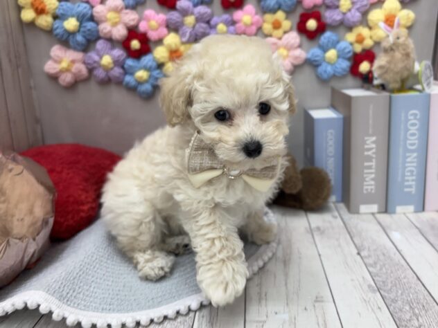 岡山県のトイプードル(トイ) (ワンキャラット アミーゴ高屋店/2026年2月14日生まれ/男の子/ホワイト)の子犬の2枚目の画像