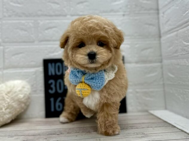岡山県のハーフ犬・ミックス犬 (ワンキャラット アミーゴ岡南店/2026年2月4日生まれ/男の子/アプリコット)の子犬の3枚目の画像