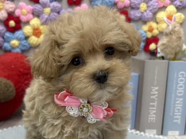 岡山県のハーフ犬・ミックス犬 (ワンキャラット アミーゴ高屋店/2026年2月20日生まれ/女の子/クリーム)の子犬の1枚目の画像