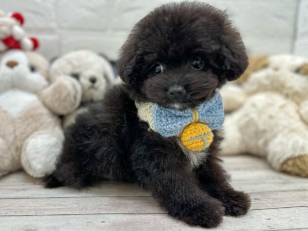 岡山県のハーフ犬・ミックス犬 (ワンキャラット アミーゴ岡南店/2026年1月21日生まれ/男の子/ブラック)の子犬の3枚目の画像