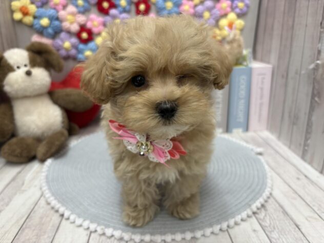 岡山県のハーフ犬・ミックス犬 (ワンキャラット アミーゴ高屋店/2026年2月20日生まれ/女の子/クリーム)の子犬の2枚目の画像