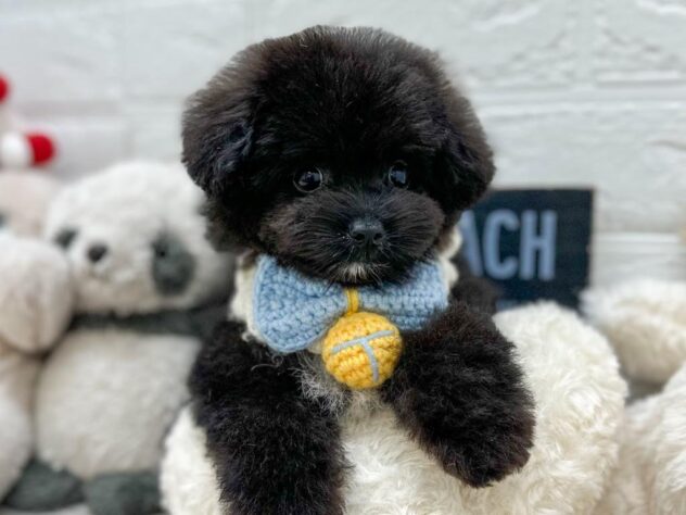 岡山県のハーフ犬・ミックス犬 (ワンキャラット アミーゴ岡南店/2026年1月21日生まれ/男の子/ブラック)の子犬の1枚目の画像