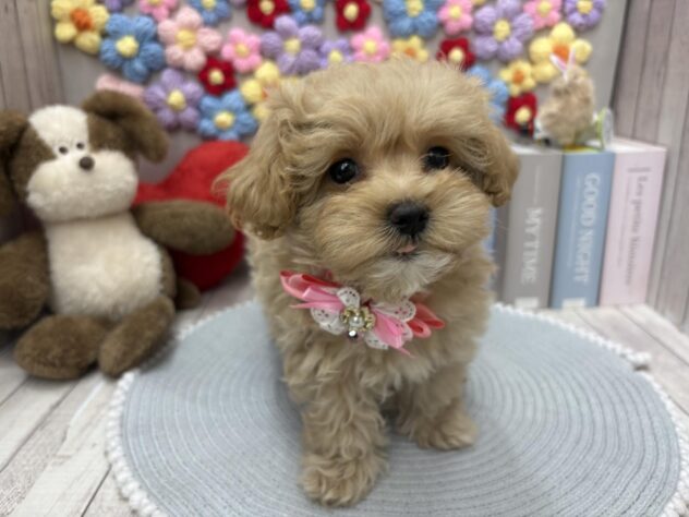 岡山県のハーフ犬・ミックス犬 (ワンキャラット アミーゴ高屋店/2026年2月20日生まれ/女の子/クリーム)の子犬の3枚目の画像