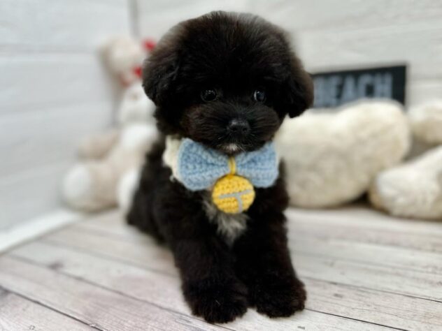 岡山県のハーフ犬・ミックス犬 (ワンキャラット アミーゴ岡南店/2026年1月21日生まれ/男の子/ブラック)の子犬の4枚目の画像