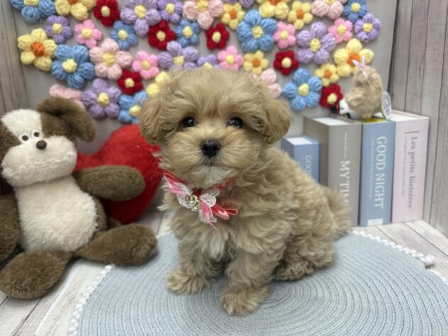 岡山県のハーフ犬・ミックス犬 (ワンキャラット アミーゴ高屋店/2026年2月20日生まれ/女の子/クリーム)の子犬の4枚目の画像