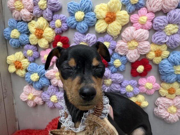 岡山県のミニチュアピンシャー (ワンキャラット アミーゴ高屋店/2026年2月16日生まれ/女の子/ブラックタン)の子犬の3枚目の画像