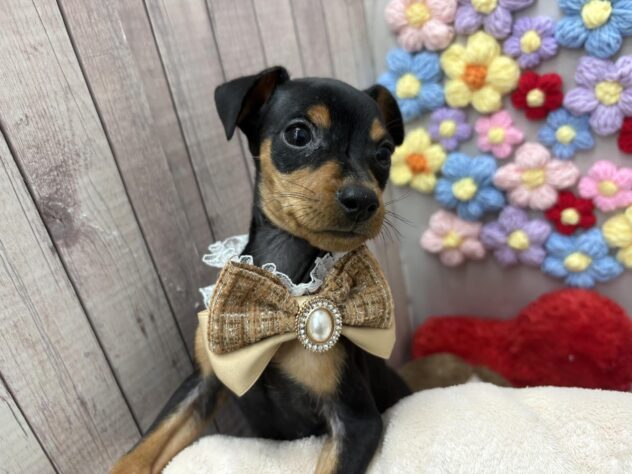 岡山県のミニチュアピンシャー (ワンキャラット アミーゴ高屋店/2026年2月16日生まれ/女の子/ブラックタン)の子犬の1枚目の画像