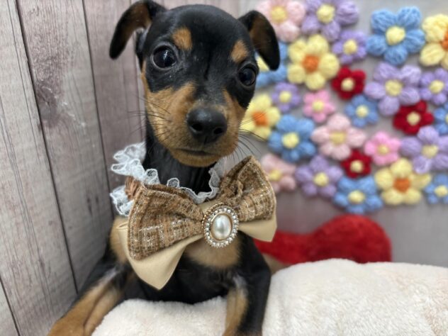 岡山県のミニチュアピンシャー (ワンキャラット アミーゴ高屋店/2026年2月16日生まれ/女の子/ブラックタン)の子犬の2枚目の画像