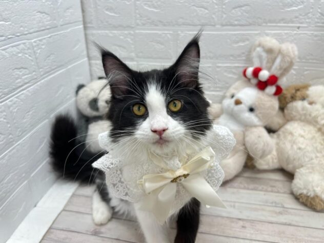 岡山県のメインクーン (ワンキャラット アミーゴ岡南店/2025年11月23日生まれ/女の子/ブラックホワイト)の子猫の1枚目の画像