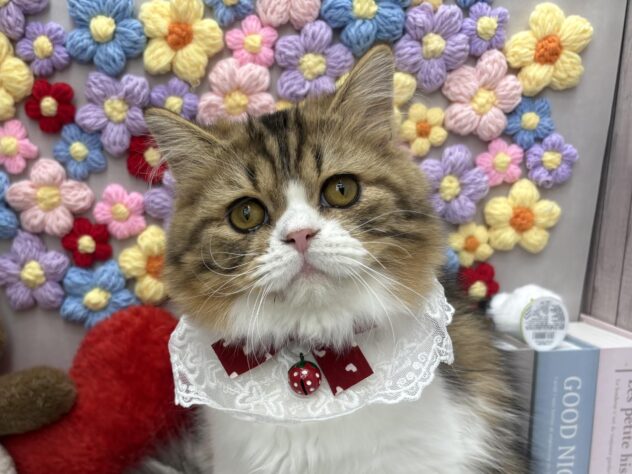 岡山県のスコティッシュフォールド (ワンキャラット アミーゴ高屋店/2026年10月17日生まれ/男の子/ブラウンタビーホワイト)の子猫の1枚目の画像