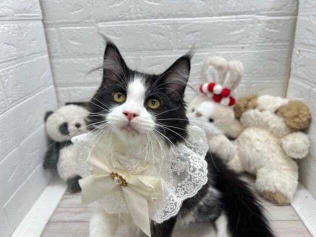 岡山県のメインクーン (ワンキャラット アミーゴ岡南店/2025年11月23日生まれ/女の子/ブラックホワイト)の子猫の2枚目の画像