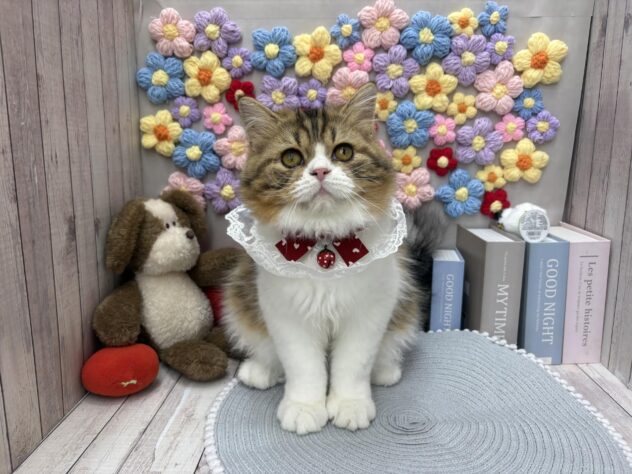 岡山県のスコティッシュフォールド (ワンキャラット アミーゴ高屋店/2026年10月17日生まれ/男の子/ブラウンタビーホワイト)の子猫の2枚目の画像