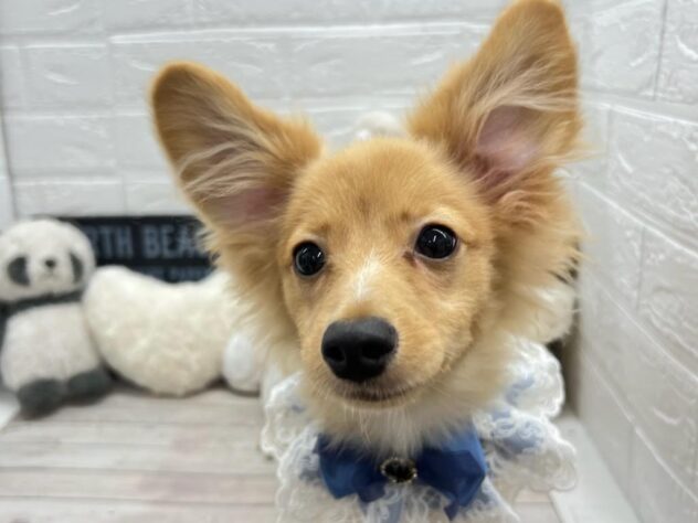 岡山県のハーフ犬・ミックス犬 (ワンキャラット アミーゴ岡南店/2025年11月21日生まれ/男の子/ゴールド)の子犬の1枚目の画像