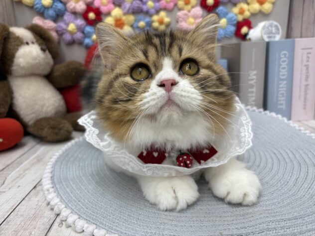 岡山県のスコティッシュフォールド (ワンキャラット アミーゴ高屋店/2026年10月17日生まれ/男の子/ブラウンタビーホワイト)の子猫の3枚目の画像