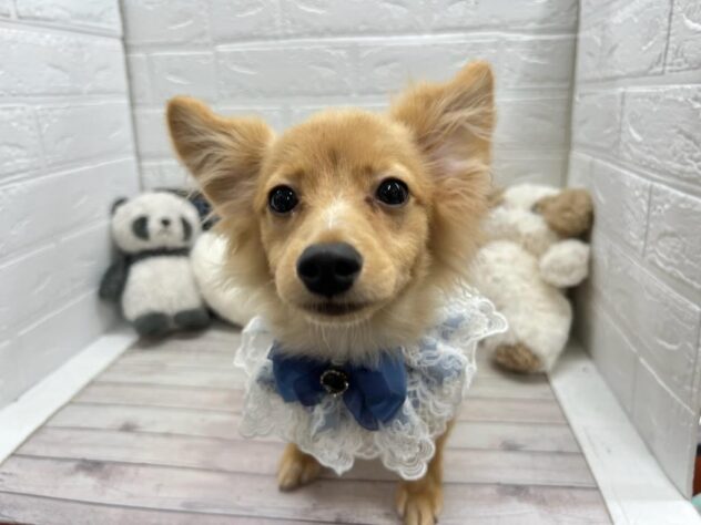 岡山県のハーフ犬・ミックス犬 (ワンキャラット アミーゴ岡南店/2025年11月21日生まれ/男の子/ゴールド)の子犬の2枚目の画像