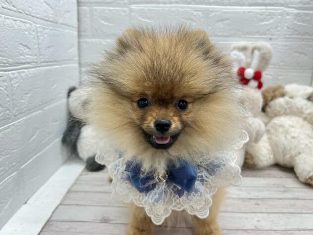 岡山県のポメラニアン (ワンキャラット アミーゴ岡南店/2025年12月13日生まれ/男の子/オレンジセーブル)の子犬の1枚目の画像