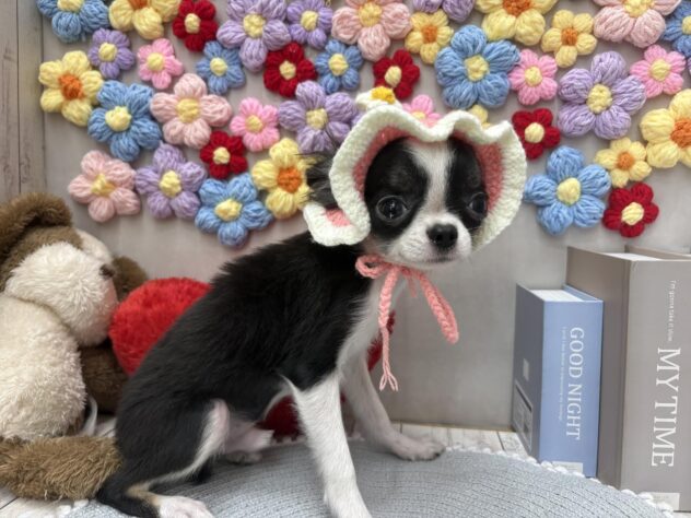 岡山県のチワワ(ロング) (ワンキャラット アミーゴ高屋店/2025年11月30日生まれ/男の子/ブラックホワイト)の子犬の2枚目の画像