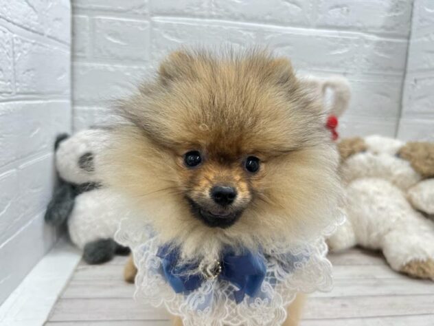 岡山県のポメラニアン (ワンキャラット アミーゴ岡南店/2025年12月13日生まれ/男の子/オレンジセーブル)の子犬の2枚目の画像