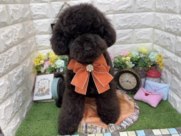 兵庫県のトイプードル(トイ) (ワンキャラット アミーゴ姫路花田店/2025年10月28日生まれ/男の子/ブラック)の子犬の2枚目の画像