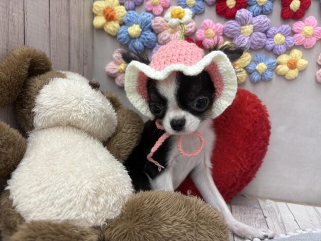 岡山県のチワワ(ロング) (ワンキャラット アミーゴ高屋店/2025年11月30日生まれ/男の子/ブラックホワイト)の子犬の3枚目の画像